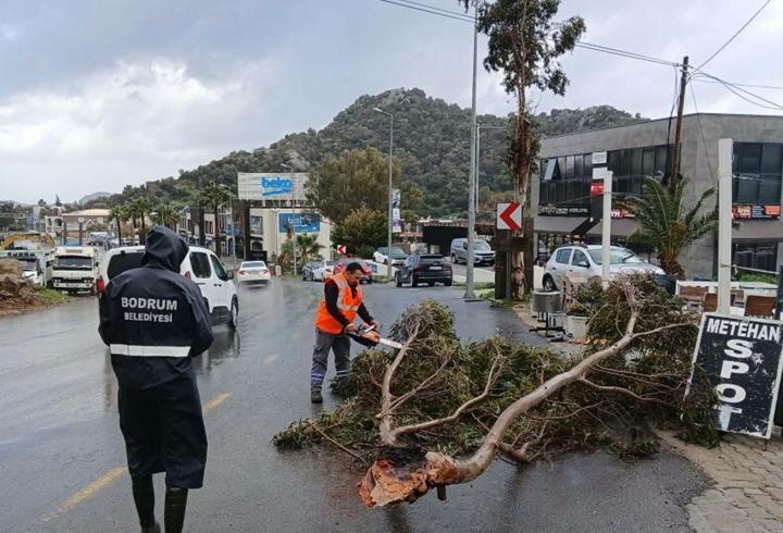 Bodrum’da fırtına; ağaçlar devrildi, tekneler su aldı