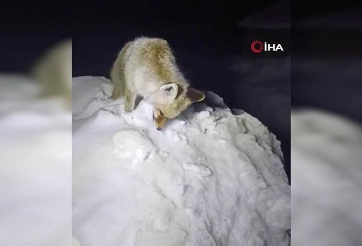 Dondurucu gecenin acı tablosu... Yiyecek arayışındaki tilki böyle bulundu