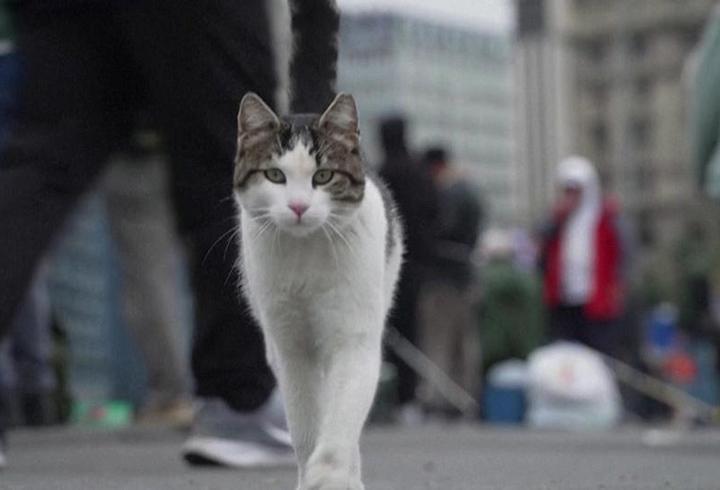 İstanbul’un kedileri Fransız medyasında