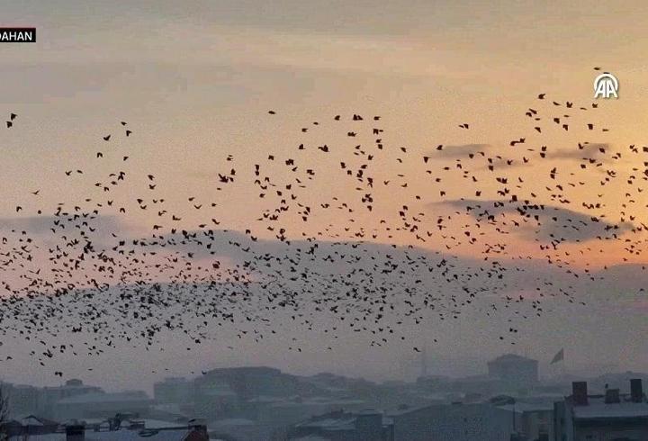 Gün batımında kuşların eşsiz dansı...