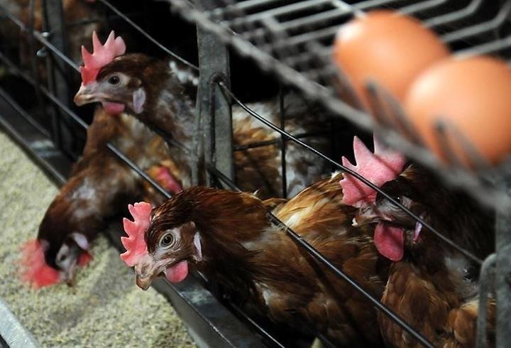 Ticari kanatlı işletmelerine yeni biyogüvenlik düzeni