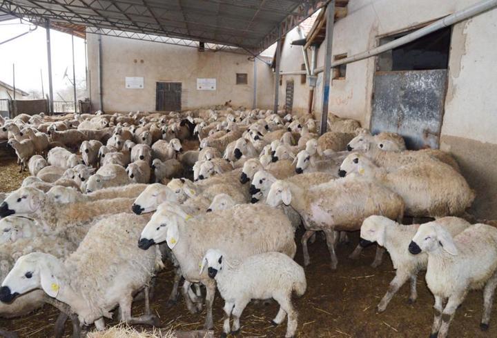 'Aksaray'da, 1 milyon küçükbaş varlığı var'