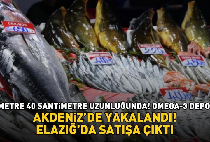 Akdeniz'de yakalandı, Elazığ'da satışa çıktı! Kilosu 650 lira! Omega-3 deposu: Kalp sağlığını koruyor, kötü kolesterolü düşürüyor
