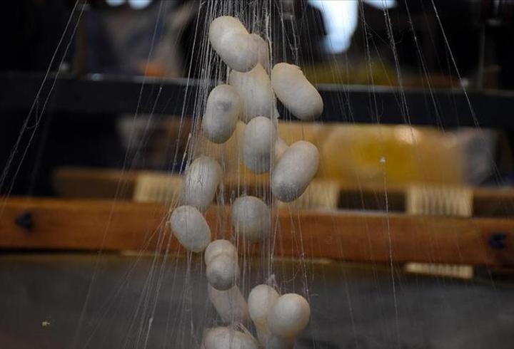 KOZABİRLİK hedef büyüttü: 2028’de 250 ton yaş koza üretimi