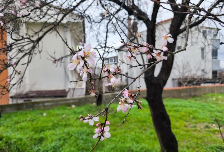 Edirne'de meyve ağaçları, şubat ayında çiçek açtı