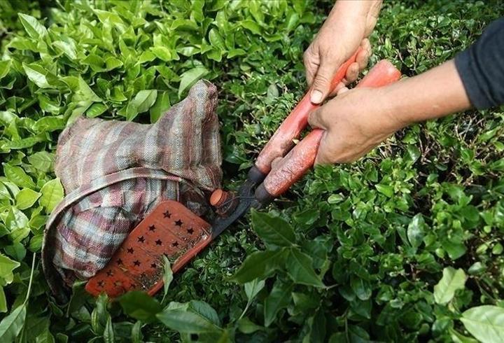 Türk çayı ihracatı ocakta yüzde 66 arttı: 2,1 milyon dolara ulaştı