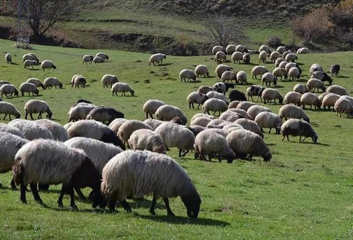 Kırsalda bereket küçükbaşa destek başvuru şartları neler? 2026 2 yıl geri ödemesiz çiftçi kredi başvuru şartları belli oldu mu? Ziraat Bankası çiftçilere destek kredisi kimlere verilir?