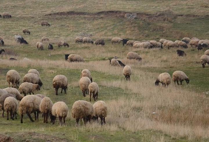 Kırsalda bereket projesi başlıyor: 150 bin küçükbaş dağıtılacak
