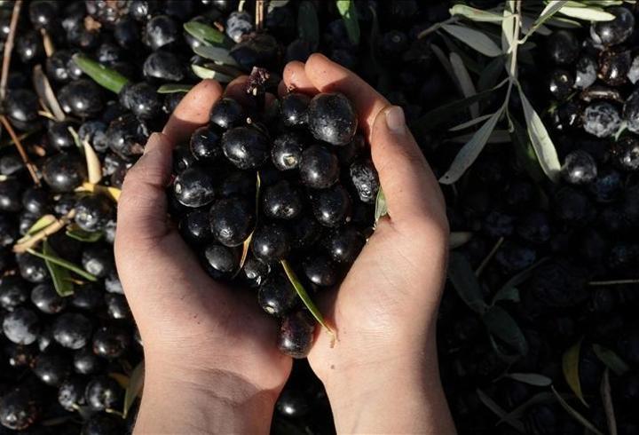 Antalya zeytinyağında yol haritası açıklandı