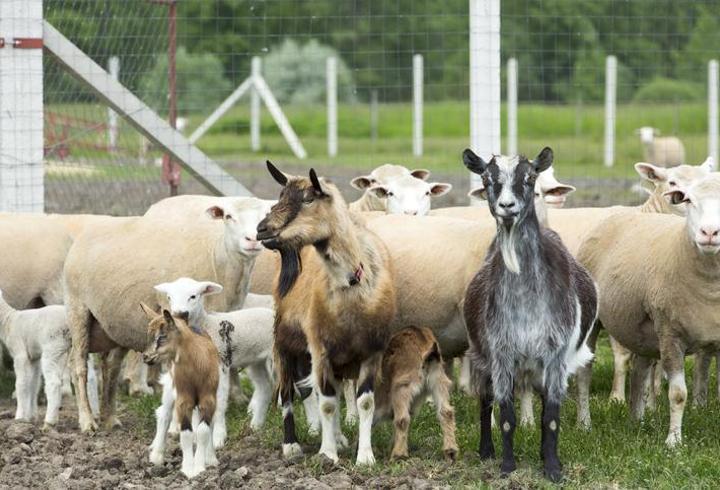 KIRSALDA BEREKET KÜÇÜKBAŞA DESTEK PROJESİ| Destek projesi başvuru şartları ve kredi vade sayısı ne? Küçükbaş destek projesinden kimler faydalanacak?