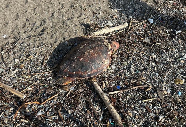 Çanakkale'de sahilde ölü caretta caretta bulundu