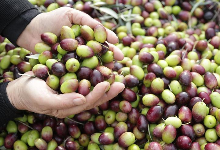 Milas Çekişke zeytinine AB tescili yolda