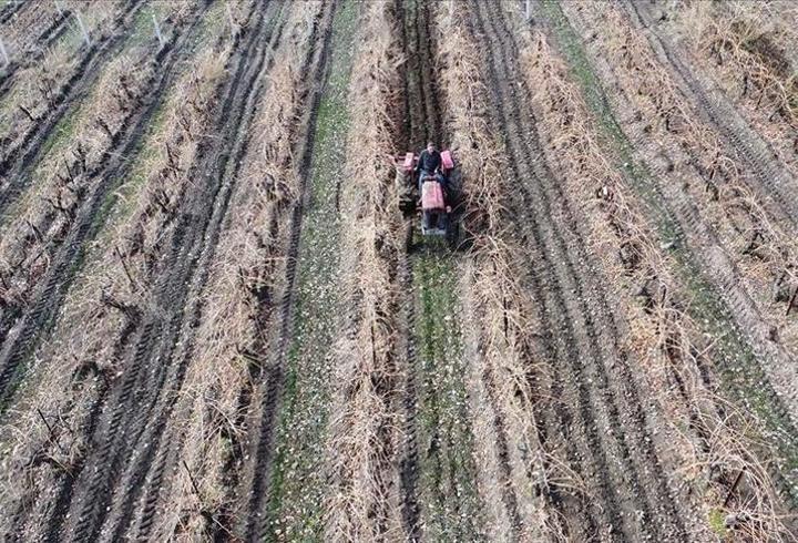 Elazığ’da yoğun kar üzüm üreticisini sevindirdi: Verim artışı bekleniyor