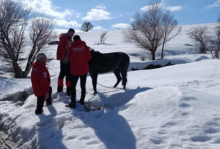 Bingöl'de kurt saldırısında yaralanan atı AKUT ekipleri kurtardı