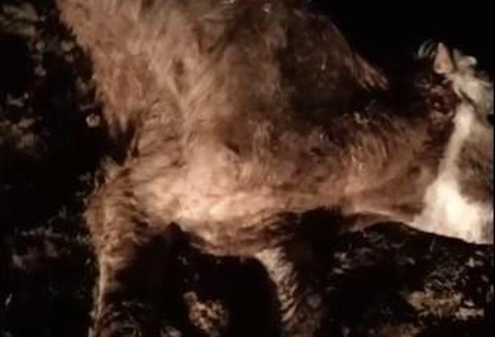 Kırşehir’de 13 hayvan, ölü bulundu