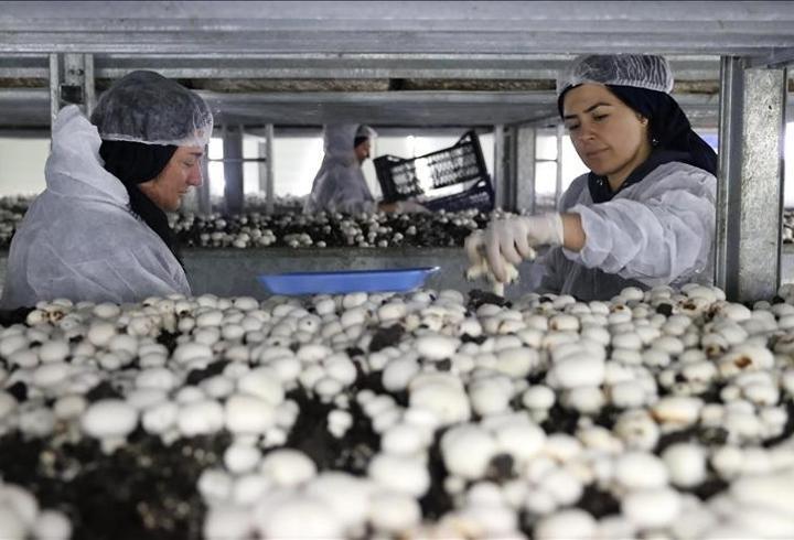 TKDK hibesiyle köyde başarı hikayesi: Ayda 60 ton üretim