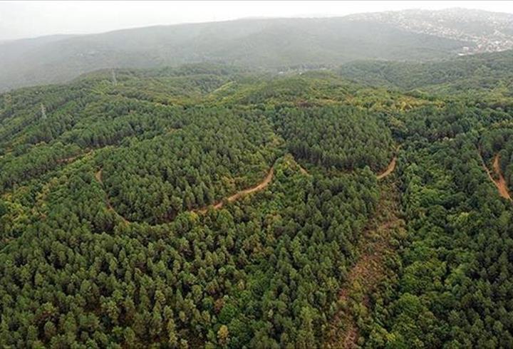 21 ilde bazı alanlar orman sınırları dışına çıkarıldı