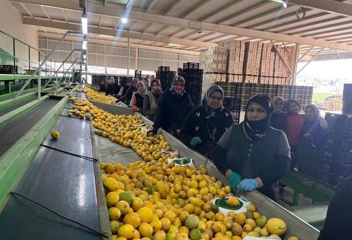 Silifke halinde limonun kilosu 40 TL'ye düştü