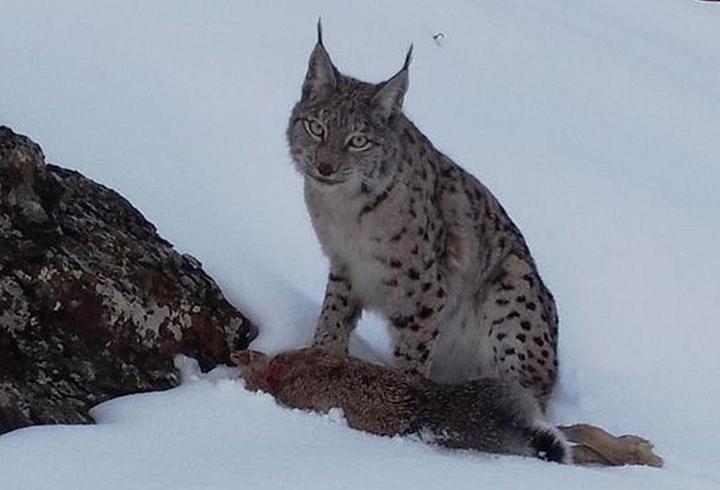 Yer: Erzincan... Vaşağın tavşan avı kamerada