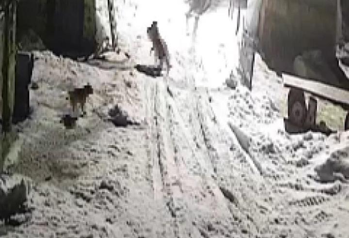 Köye inen kurtlar köpeği alıp götürdü