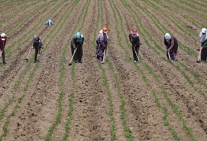 Tarım işçilerinin geliri yükseldi: Günlük ücret 1299 liraya çıktı