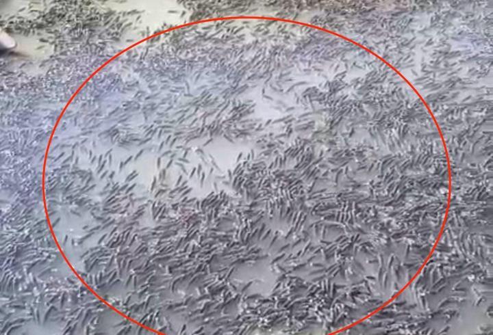 Mahsur kalan balıklar, Dicle Nehri’ne bırakıldı