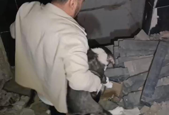 Ağır hasarlı binada mahsur kalan yavru köpekler kurtarıldı