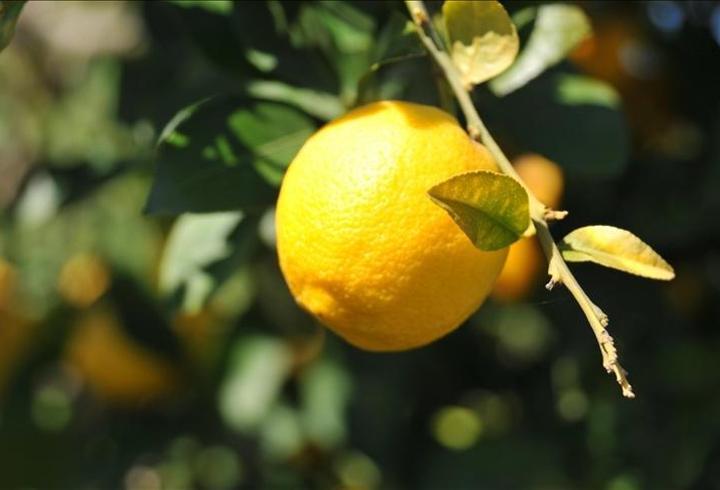 Limon ithalatında gümrük vergisi geçici olarak düşürüldü