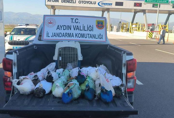 Yolcu otobüsünde 12 tavus kuşu ele geçirildi