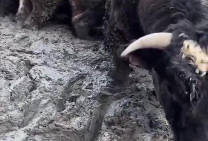 Sanal medyada tepki çeken besi çiftliğinde denetleme