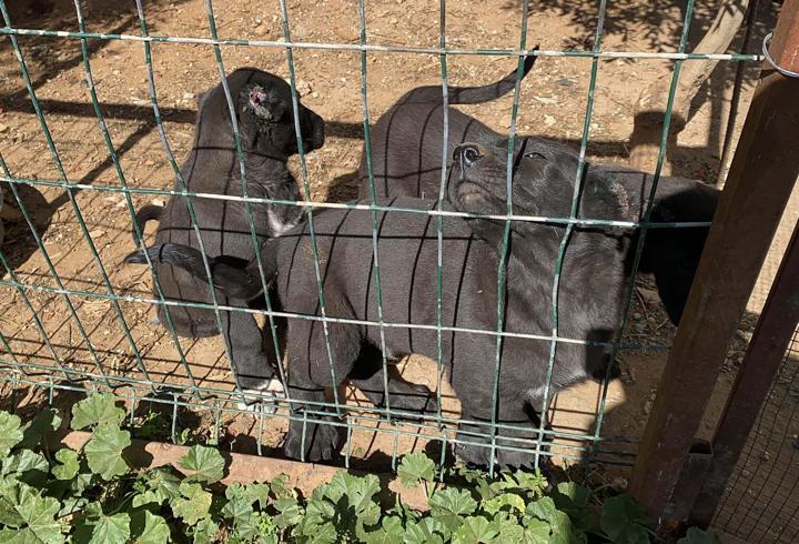 Kulakları kesilen yavru köpeklerin 30-40 bin liraya satıldığını söyleyerek şikayetçi oldu