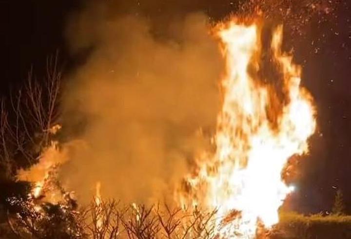 Parkta çıkan yangında ağaç zarar gördü