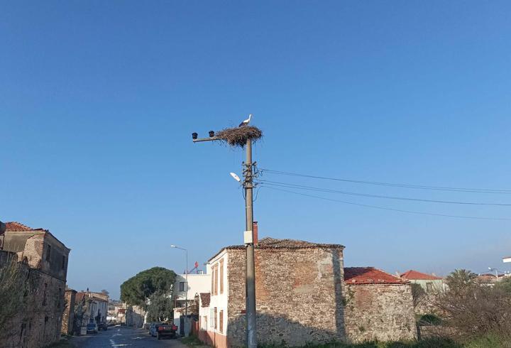 Ayvalık’ta baharın müjdecisi geldi: Yılın ilk leyleği yuvasına döndü