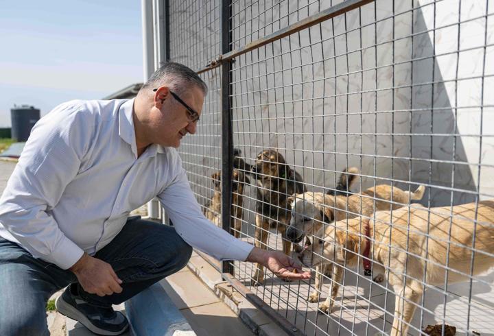 Bornova'da kedi ve köpekler için takviye edici gıda bağışı