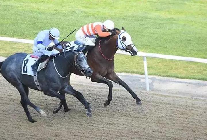 İzmir'de 64'üncü Hipodrom.com Ege Derbisi'nin kazananı The Protecter