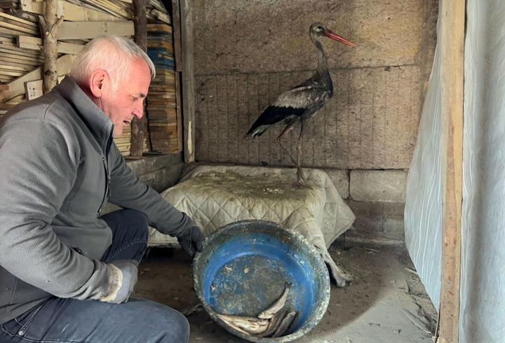 Donmak üzereyken bulduğu leyleği, 2,5 aylık bakım sonrası doğaya bıraktı