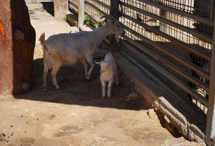 Mini hayvanat bahçesinde yavru sevinci