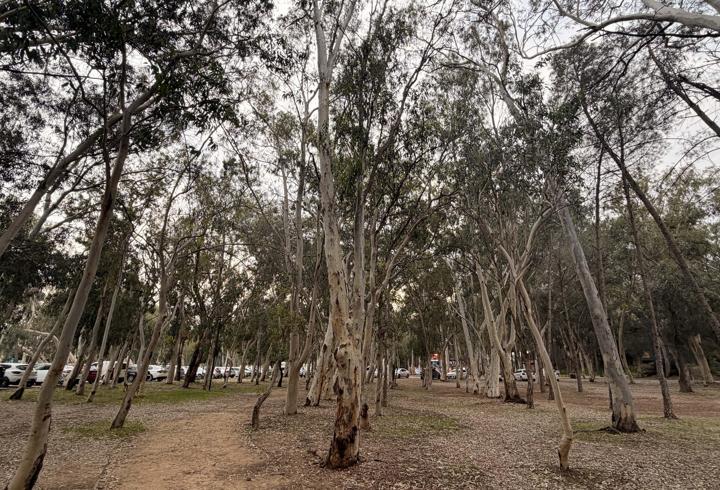 'Okaliptüs ağaçlarının hepsi köklenmeli