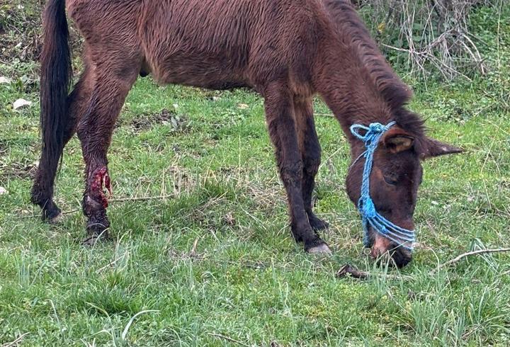 Ayağı kırılan katır, ötenazi düşünülürken ampütasyon ile yaşama tutundu