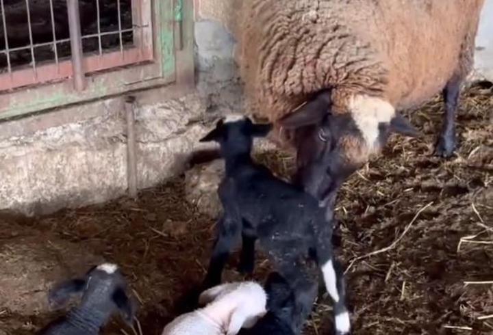 Edirne’de koyun dördüz yavruladı