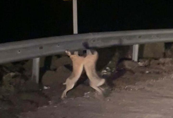 Resmi Gazete’de yayımlanan yeni düzenlemeye göre, Türkiye gümrük bölgesi üzerinden transit gönderilecek harp araç ve gereçleri, silah, mühimmat ve askeri patlayıcılar için artık Ticaret Bakanlığı’ndan uygunluk yazısı alınması zorunlu olacak. Bakanlık, sevkiyat öncesi ilgili kurumların görüşünü alacak ve gerekli durumlarda verilen uygunluk yazısını iptal edebilecek. Düzenleme, ulusal ve uluslararası güvenlik risklerini önlemeyi amaçlıyor.7