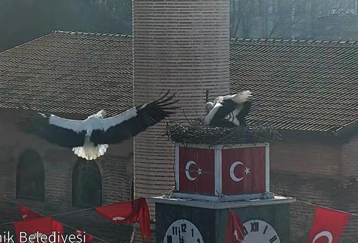 Can ve Canan leylek, 2'nci yıllarında da İznik'teki yuvalarında buluştu