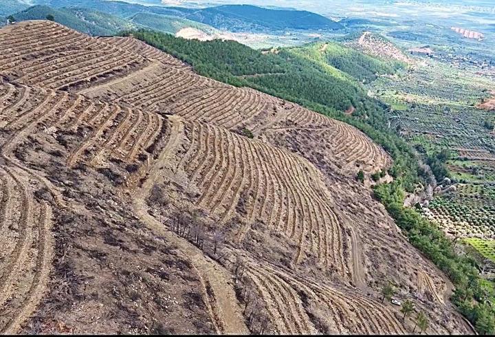Hatay’da yangından zarar gören 287 hektar ormanlık alan yeşillendiriliyor