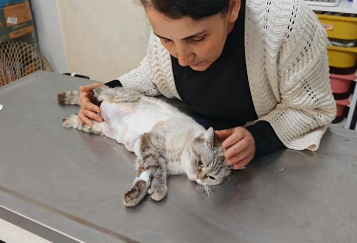 Meme kanseri olan kediden 330 gram tümör temizlendi