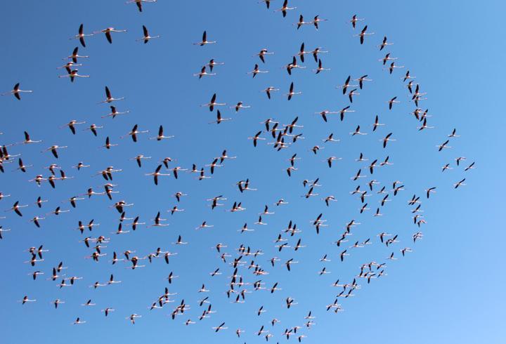 Flamingolar Tuz Gölü'ne gelmeye başladı