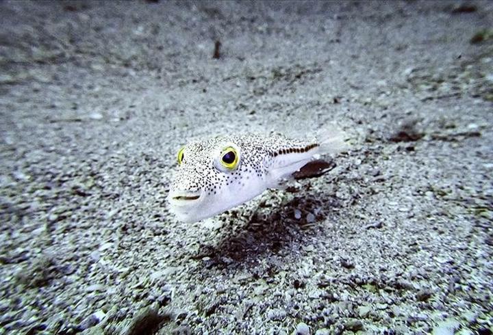 Türkiye’de 177 istilacı tür tespit edildi! 2030’a kadar yarıya indirilecek