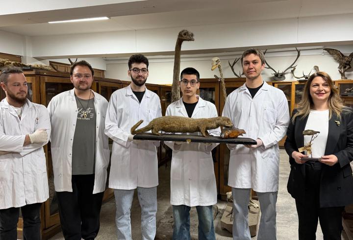 Doldurulmuş hayvan koleksiyonu, müzede korunuyor