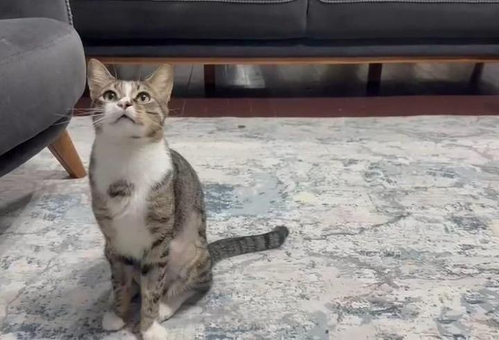 Kedinin midesindeki vantuz, 4 yıl sonra fark edilerek çıkarıldı