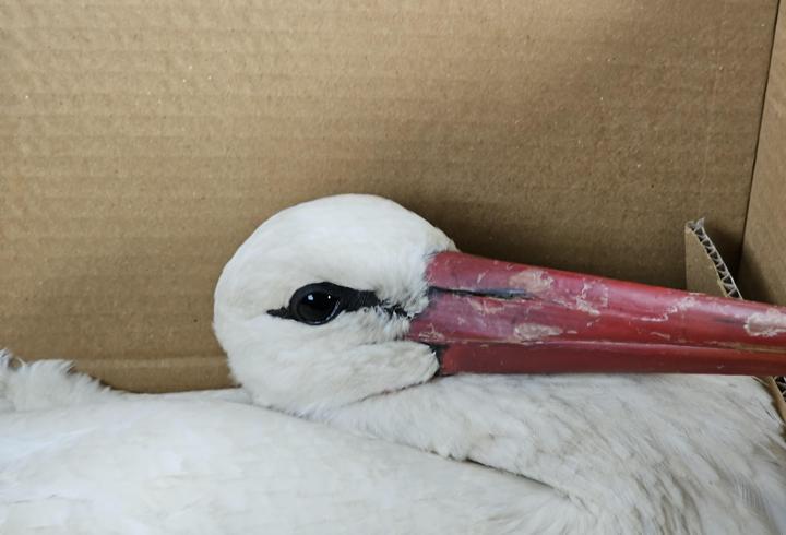 Göç yolundaki 2 leylek av tüfeğiyle vuruldu