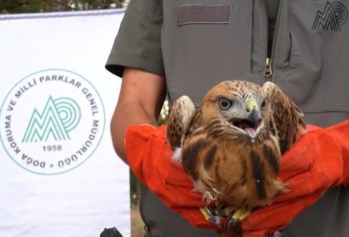 58 bin 22 yaralı yaban hayvanı tedavi edilerek doğaya salındı